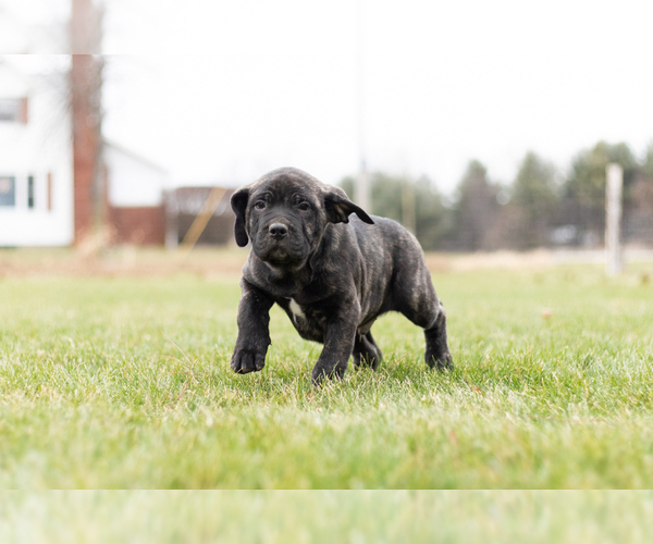 Medium Photo #4 Cane Corso Puppy For Sale in MENTONE, IN, USA