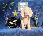 Small Photo #14 Weimaraner Puppy For Sale in NEWCASTLE, OK, USA