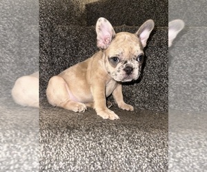French Bulldog Puppy for sale in PHILA, PA, USA