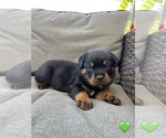 Small Photo #11 Rottweiler Puppy For Sale in NAPA, CA, USA