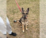 Small #1 German Shepherd Dog
