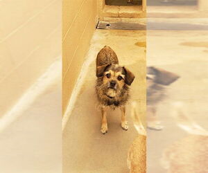 Chihuahua Dogs for adoption in Ojai, CA, USA