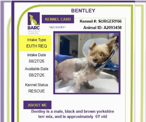 Medium Photo #1 Mutt Puppy For Sale in Spring, TX, USA