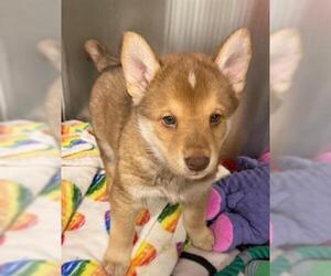 Alaskan Malamute-Unknown Mix Dogs for adoption in San Martin, CA, USA