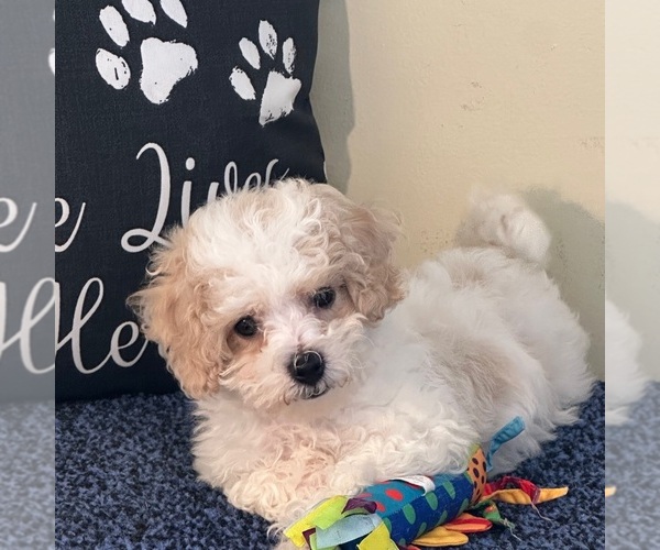 Medium Photo #2 Bichon Frise-Cavachon Mix Puppy For Sale in MOUNT VERNON, OH, USA