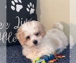 Small #1 Bichon Frise-Cavachon Mix