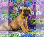 Small Photo #7 Boerboel Puppy For Sale in OXFORD, PA, USA