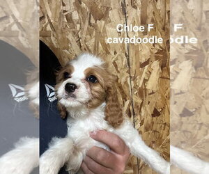 Golden Cavalier Dogs for adoption in Studio City, CA, USA