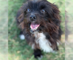 Small #1 Mutt