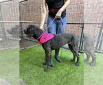Small #3 Mutt