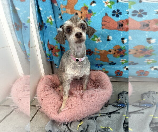 Medium Photo #4 Poodle (Miniature) Puppy For Sale in Pacolet, SC, USA