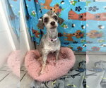 Small #3 Poodle (Miniature)