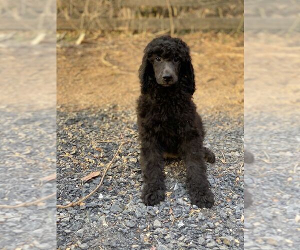 Medium Photo #1 Poodle (Standard) Puppy For Sale in CHANTILLY, VA, USA