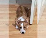 Small #5 Pembroke Welsh Corgi