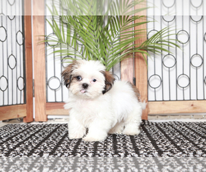 Shih Tzu Puppy for sale in NAPLES, FL, USA