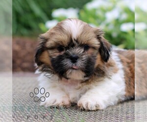 Shih Tzu Puppy for sale in GORDONVILLE, PA, USA