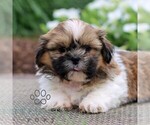 Image preview for Ad Listing. Nickname: Cocoa