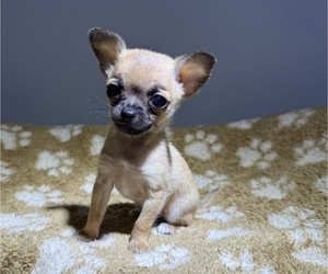 Chihuahua Puppy for sale in WEBSTER, FL, USA