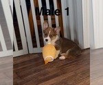 Small Photo #5 Pembroke Welsh Corgi Puppy For Sale in GUTHRIE, KY, USA