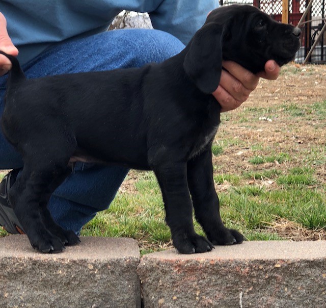 Medium Photo #1 German Shorthaired Pointer Puppy For Sale in LITTLETON, CO, USA
