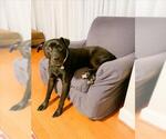 Small #3 American Pit Bull Terrier Mix
