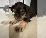 Small Photo #3 Schnauzer (Miniature) Puppy For Sale in CONROE, TX, USA