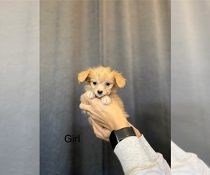 Yorkipoo Puppy for sale in PORTLAND, OR, USA