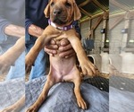 Small Photo #15 Rhodesian Ridgeback Puppy For Sale in LOCKHART, TX, USA