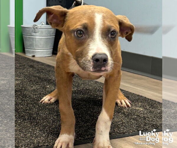 Medium Photo #2 Boxador Puppy For Sale in Washington, DC, USA