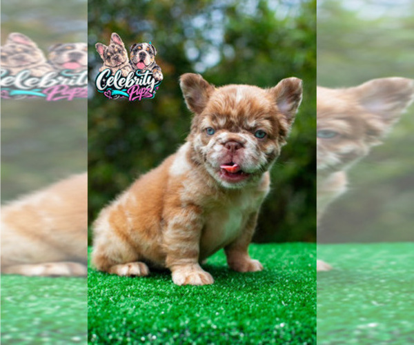 Medium Photo #1 French Bulldog Puppy For Sale in SEATTLE, WA, USA