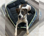 Small #9 American Bulldog Mix