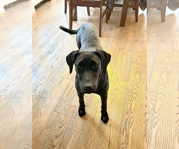 Medium Photo #1 Labrador Retriever-Unknown Mix Puppy For Sale in Wheaton, IL, USA