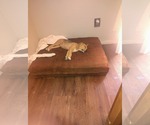 Small Photo #15 Beagle-Unknown Mix Puppy For Sale in Escondido, CA, USA