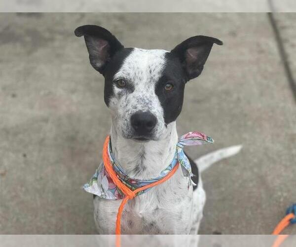 Medium Photo #2 Mutt Puppy For Sale in Tulsa, OK, USA