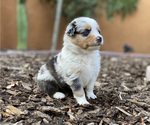 Puppy 1 Miniature Australian Shepherd