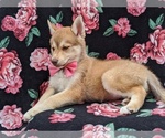 Small Photo #3 Pomsky Puppy For Sale in QUARRYVILLE, PA, USA
