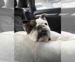 Small #3 Bulldog Mix