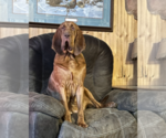 Small Photo #1 Bloodhound Puppy For Sale in ABERDEEN, SD, USA