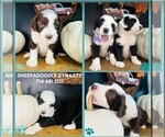 Small Photo #12 Sheepadoodle Puppy For Sale in HUNTINGTON BEACH, CA, USA