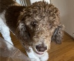 Small Photo #1 Labradoodle Puppy For Sale in PUEBLO, CO, USA