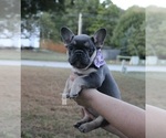 Puppy Mabel French Bulldog