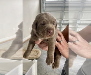 Labrador Retriever Puppy for sale in THOMSON, GA, USA