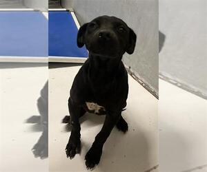 American Pit Bull Terrier-Unknown Mix Dogs for adoption in Conroe, TX, USA