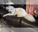 Small Photo #9 Great Pyrenees-Unknown Mix Puppy For Sale in Princeton, MN, USA