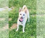 Small #2 Shiba Inu Mix