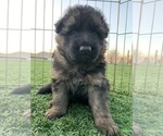 Small #10 German Shepherd Dog