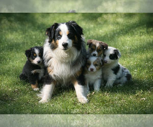Father of the Australian Shepherd puppies born on 12/24/2025