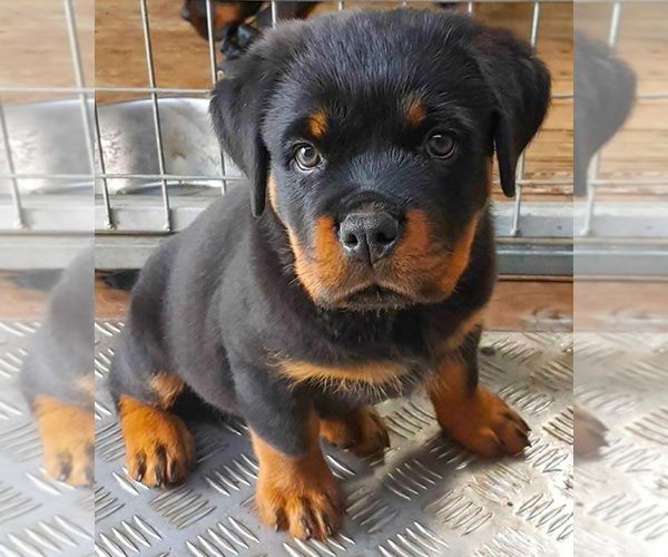 Medium Photo #1 Rottweiler Puppy For Sale in AUGUST F. HAW, CA, USA