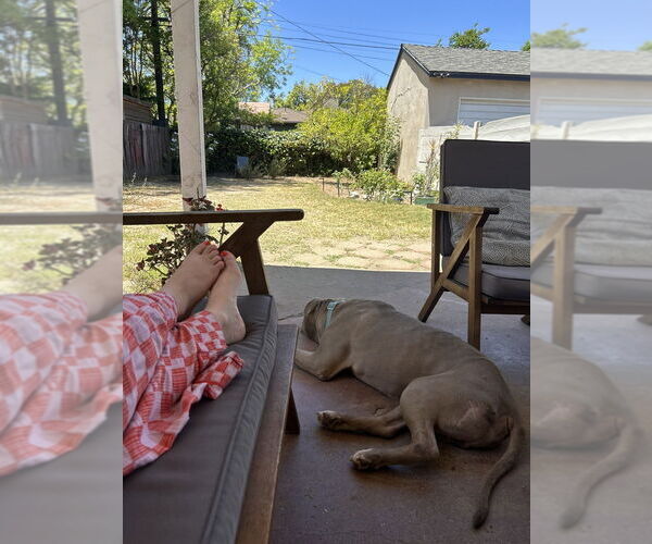 Medium Photo #3 Mutt Puppy For Sale in Banning, CA, USA