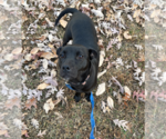 Small Photo #2 American Staffordshire Terrier-Labrador Retriever Mix Puppy For Sale in Holly Springs, NC, USA